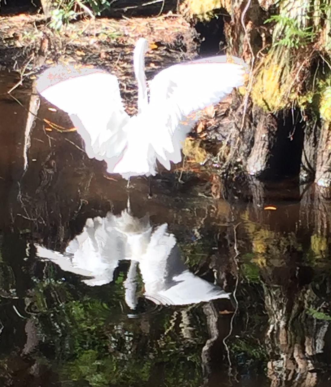 A swan wings spread with it's reflection on the still water of a pond.